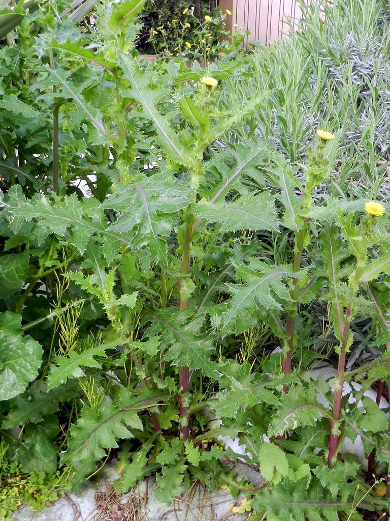 Sonchus asper / Grespino spinoso